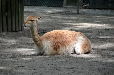 Vicuña Fotos de archivo