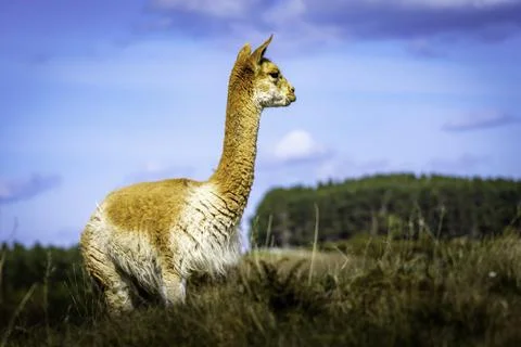Vicuna Stock Photos