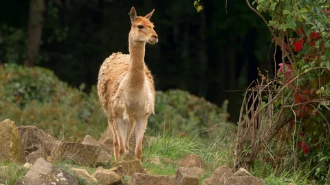 Vicuña (Vicugna vicugna) Stock Footage 80179187