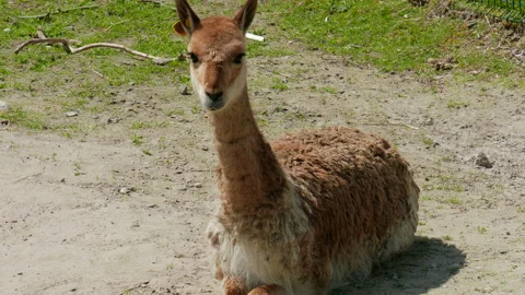 The vicuna (Vicugna vicugna) Stock Footage 85745965