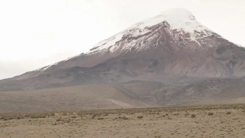 Vicunas crossing the vast paramo landscape dominated by the imposing Chimbor Stock Footage 339347277