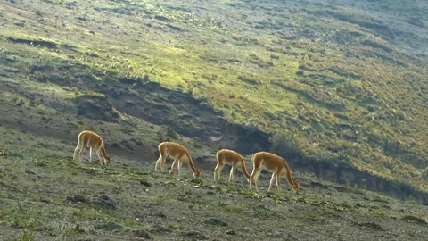 Vicunas on Hill Stock-Footage 85937828