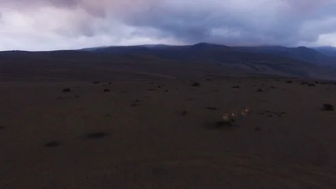 Vicunas on the Paramo in the Evening Stock Footage 86089219