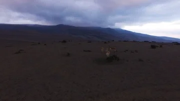 Vicunas on the Paramo in the Evening Vídeo Stock 86089256