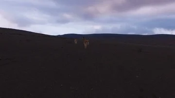 Vicunas on the Paramo Vídeo Stock 86089237