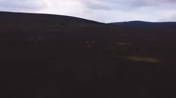 Vicunas on the Paramo Video stock 86089297