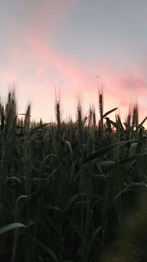 VID 20210627 214906 Stock Footage 156550809