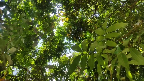 VID 20220220151024 Stock Footage 170642788