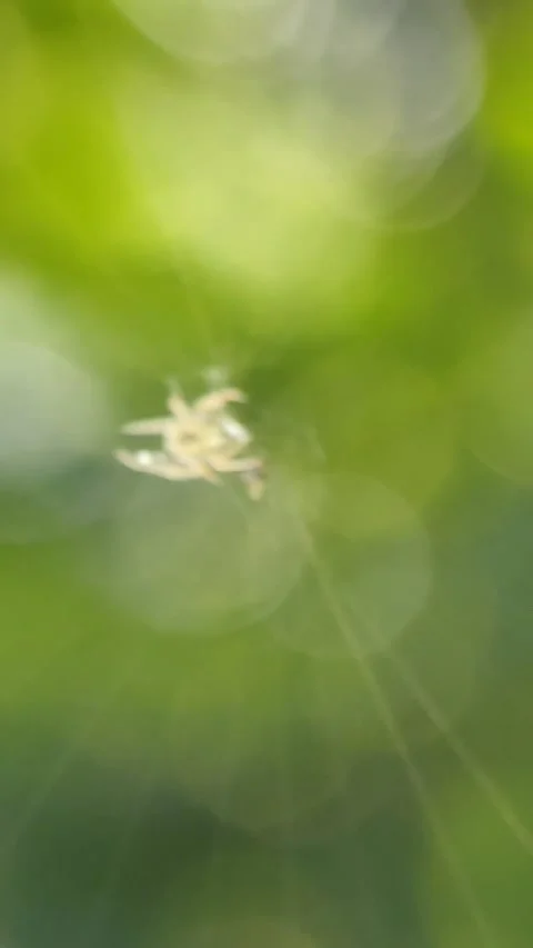 VID 20220306172930 Stock Footage 171405641