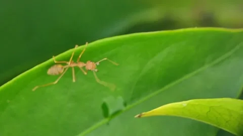 VID 20220306173136 Stock Footage 171405626