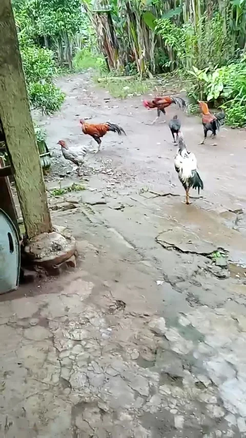 VID-20230314-WA0007 库存影片 236123647