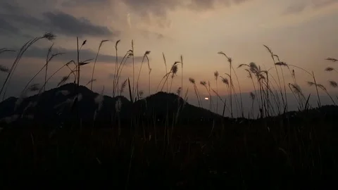 VID 20230822 170050 Stock Footage 252277269