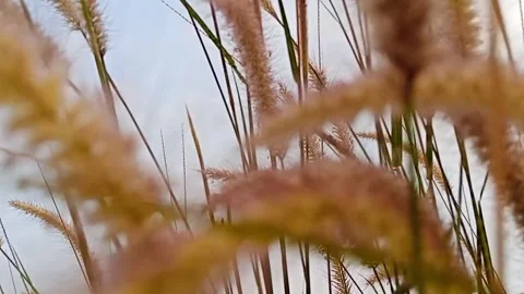 VID 20250718113002 Stock Footage 321509511