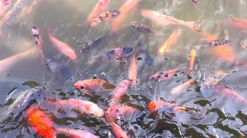 VID 20260715 175425 Stock Footage 340142545
