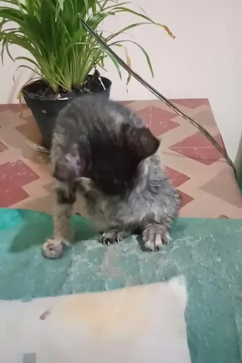 VID-the cat Video stock 171620314