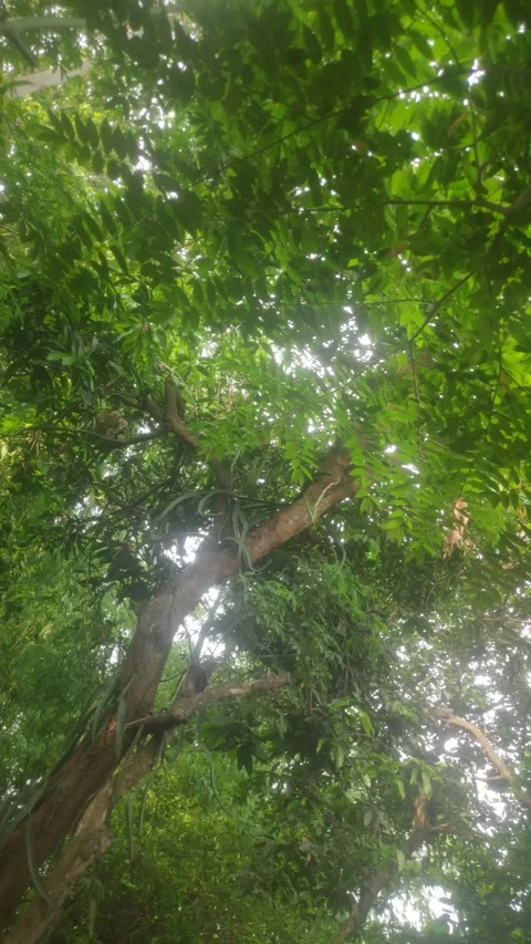 VID shady tree Stock-Footage 219743740