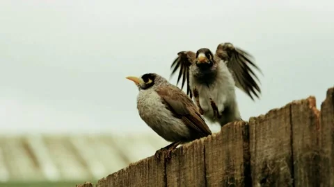 VID - Sibling Rivalry Stock Footage 231691739