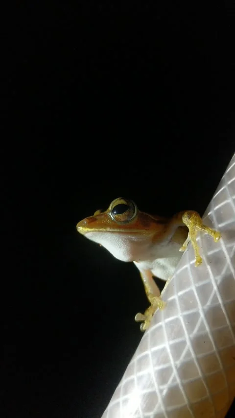 VID The strhe striped tree frog iped tree frog striped tree frog0525 211437~2 Stock Footage 276301509