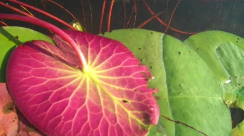 VID00201 Stock Footage 606741