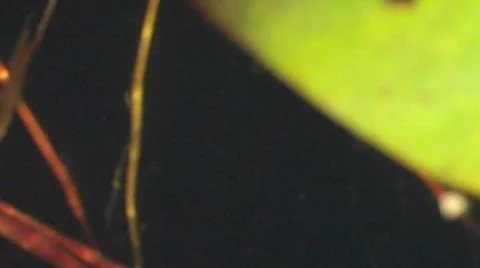 VID00202 Stock Footage 606726