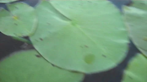 VID00204 Stock Footage 606711