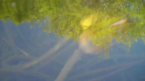 VID00209 Stock Footage 606708