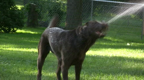 Vid042 dog biting at water Stock Footage