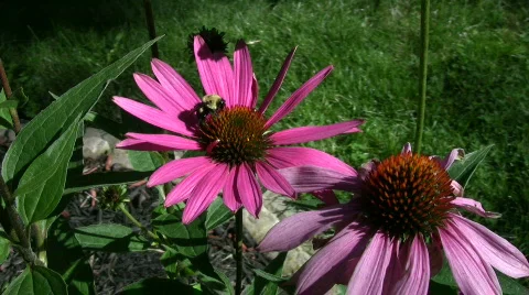 Vid060  bee on flower 스톡 동영상 503257
