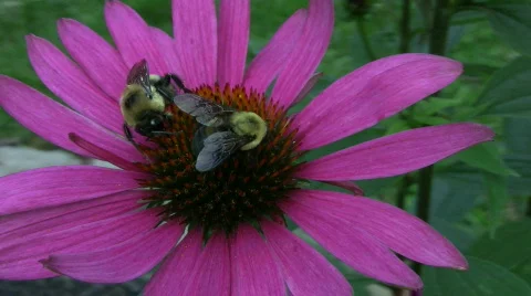 Vid061 two bees on flower 스톡 동영상 503232