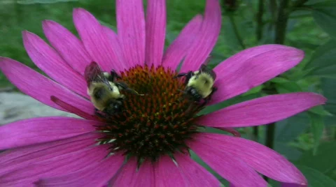 Vid062 two bees on flower 스톡 동영상 503141