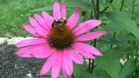 Vid063 bee on flower 스톡 동영상 503124