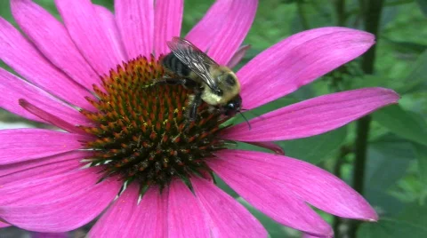 Vid064  bee on flower 스톡 동영상 502967