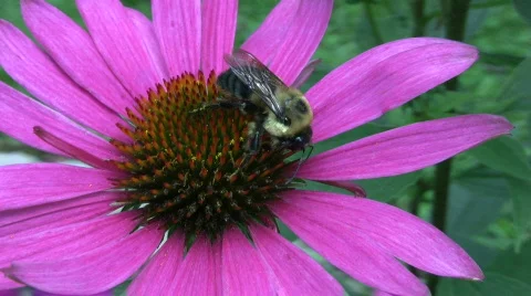 Vid065 bee on flower 스톡 동영상 502991