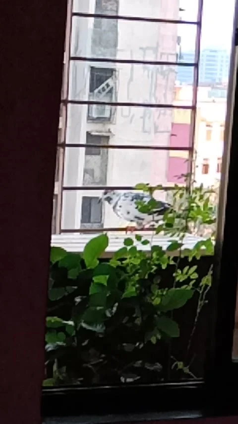 VID20191006164155 Stock Footage 131098581