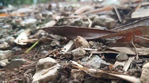 VID20231007 Ants working in line on the ground over stones and dry leaves. Stock Footage 252544592