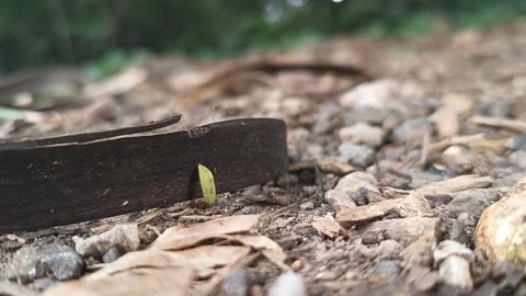 VID20231007 Scared ant carrying light green leaf hiding from camera Stock Footage 252544587
