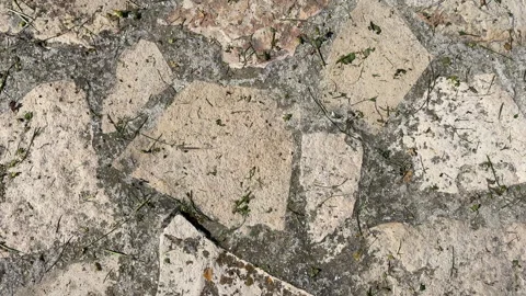 VIDEO 10 HORMIGAS Stock Footage 306323885