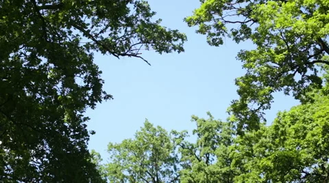 Video 1080p - Crowns of trees with bright afternoon sun and rays Stock Footage 68629030