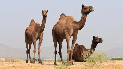 Video 1920x1080 - Camel at the Pushkar Fair in Rajasthan, India Stock Footage 47007604