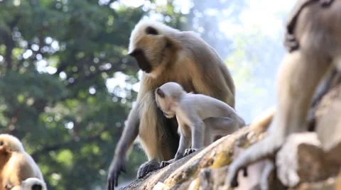 Video 1920x1080 - Langur monkey in Rishikesh, India. Stock-Footage 45916260
