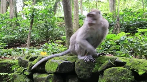 Video 1920x1080  Monkey at sacred monkey forest. Ubud, Bali, Indonesia Stock Footage 48932341
