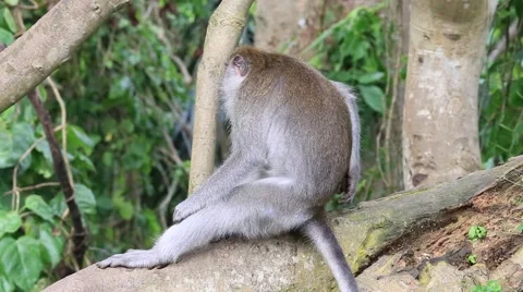 Video 1920x1080  Monkey sitting in a tree . Ubud, Bali, Indonesia Stock Footage 47343385