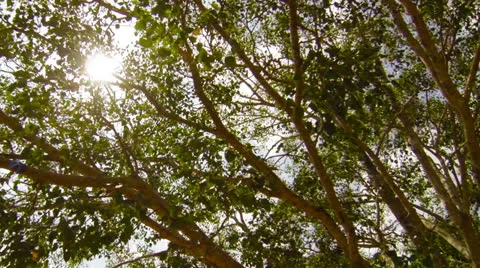 Video 1920x1080 - sacred bodhi tree. sri lanka, anuradhapura Stock Footage