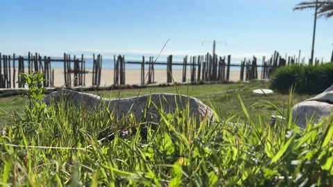 VIDEO 1_PASTO Stock Footage 306251379