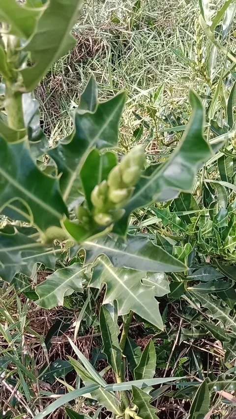 Video 20220910 074344 Video stock 208905953