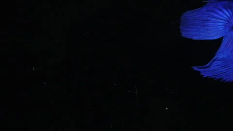 Video  4k blue betta  movement against a black background Stock Footage 243687090