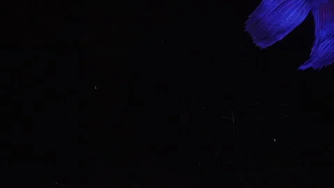 Video  4k blue betta  movement against a black background Stock Footage 243692748