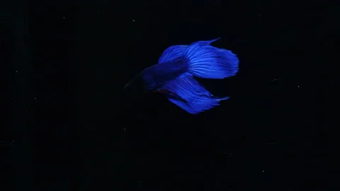 Video  4k blue betta  movement against a black background Stock Footage 243692913