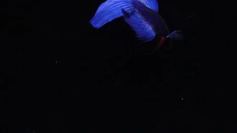 Video  4k blue betta  movement against a black background Stock Footage 243693214