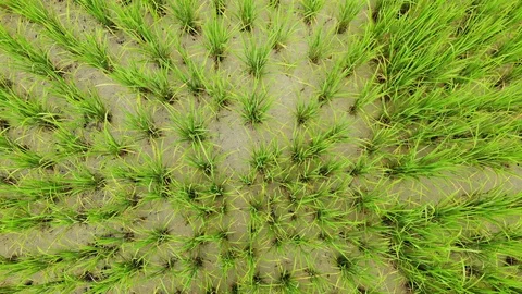 Video 4K, High angle video slides upward from the green rice fields. 스톡 동영상 95991471